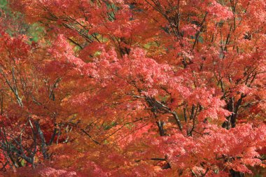 Sonbahar yaprakları Adashino anlayışımız-ji