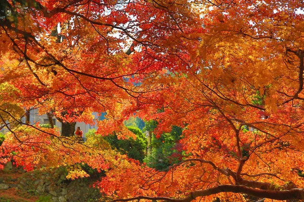 Fall. Autumn at Yasehieizanguchi — Stock Photo, Image