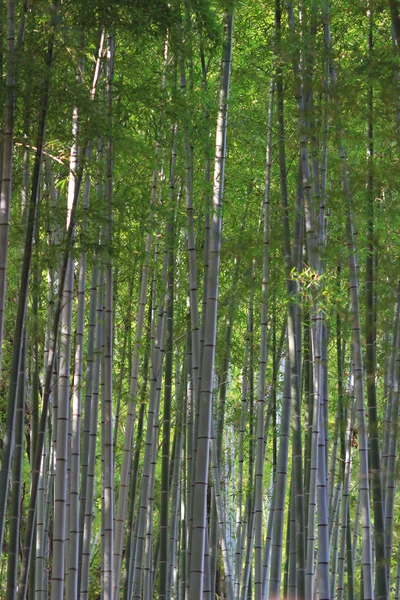 Slavný bambusový háj u Nenbutsu-ji — Stock fotografie