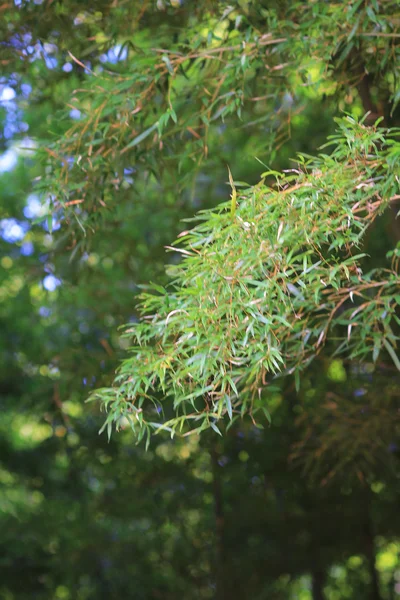 Знаменитий бамбук grove в Nenbutsu дзі — стокове фото