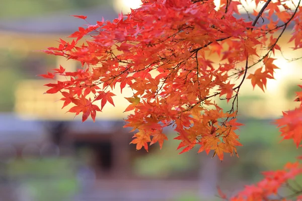 日本枫树色的叶子 — 图库照片