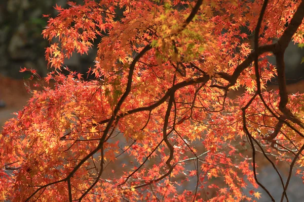 Vallen. Herfst bij Yasehieizanguchi — Stockfoto