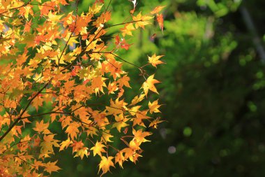 Sonbahar yaprakları Adashino anlayışımız-ji
