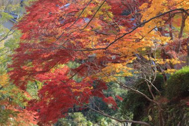 Sonbahar. Yasehieizanguchi sonbahar