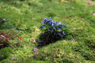 Güzel kırmızı yaprakları, düşmüş aspen Moss üzerinde yalan