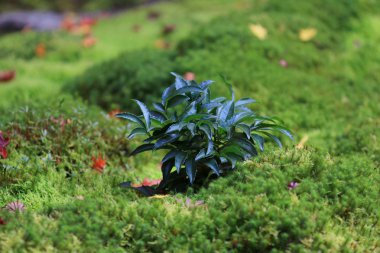 Güzel kırmızı yaprakları, düşmüş aspen Moss üzerinde yalan