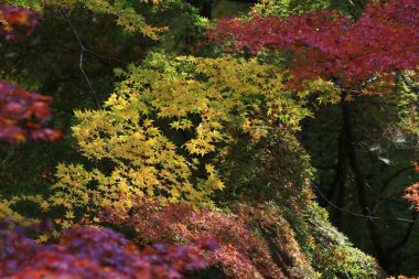 Rurikoin, Japonya'da sezon sonbahar