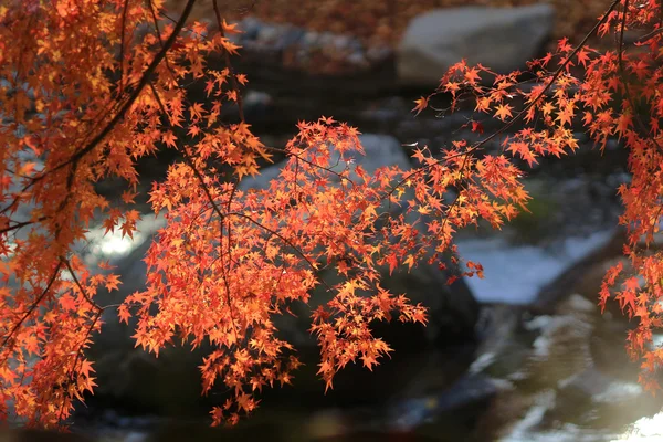 Sturz. Herbst in Yasehieizanguchi — Stockfoto