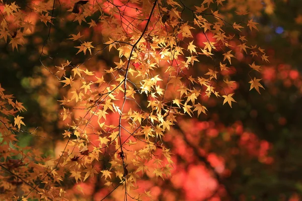 Vallen. Herfst bij Yasehieizanguchi — Stockfoto