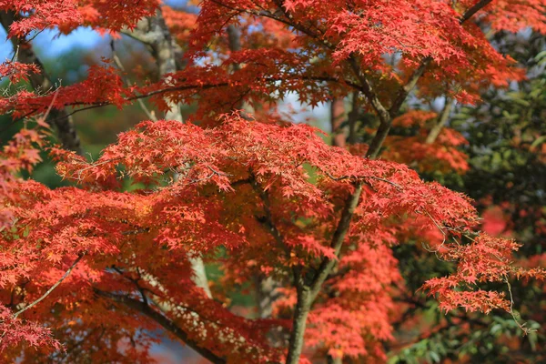 もみじ紅葉 — ストック写真