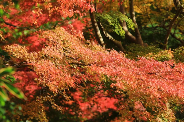 Tomber. Automne à Yasehieizanguchi — Photo