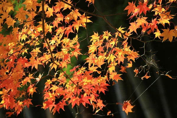 秋天的树叶的 Adashino 念佛 — 图库照片