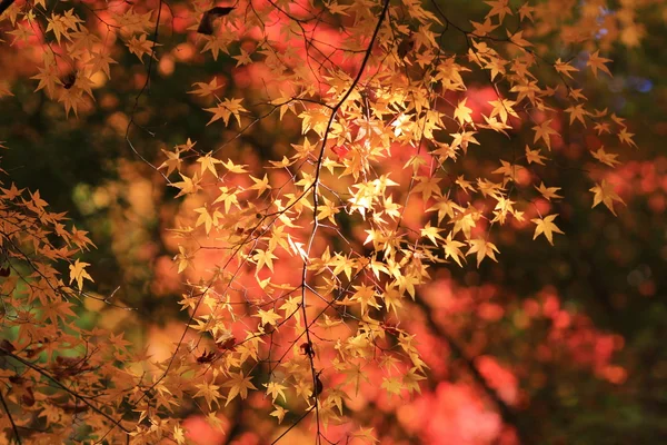 Caída. Otoño en Yasehieizanguchi — Foto de Stock