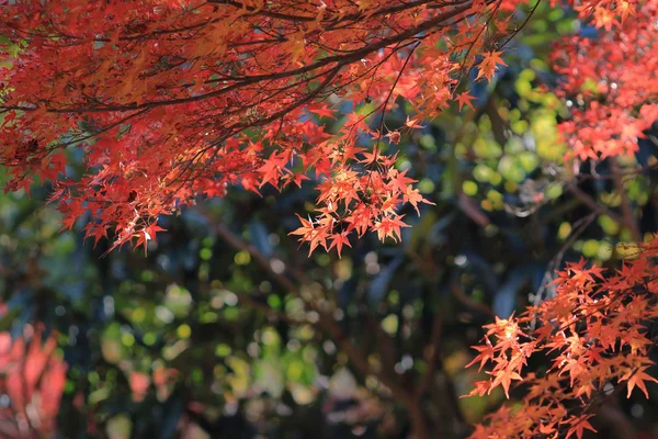 Fall. Autumn at Yasehieizanguchi — Stock Photo, Image