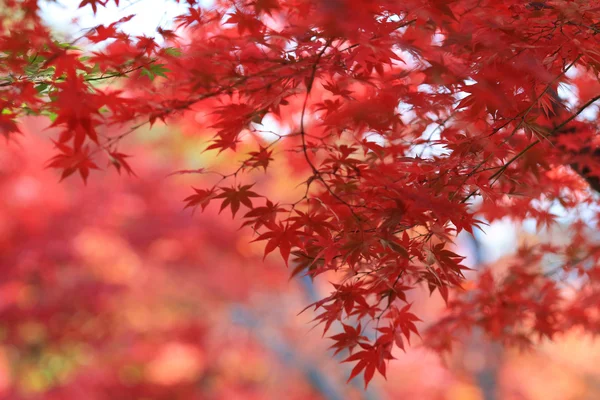 Folhas de outono de Adashino Nenbutsu-ji — Fotografia de Stock