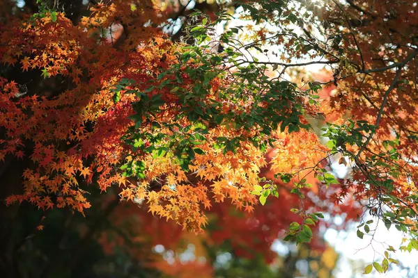 Πτώση. Το φθινόπωρο στην Yasehieizanguchi — Φωτογραφία Αρχείου