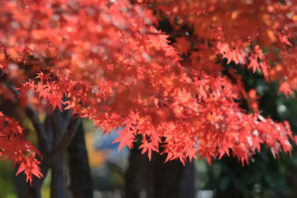 Hojas de otoño de Adashino Nenbutsu-ji — Foto de Stock