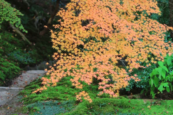 Zen jardín en la temporada de otoño en Japón en Rurikoin — Foto de Stock