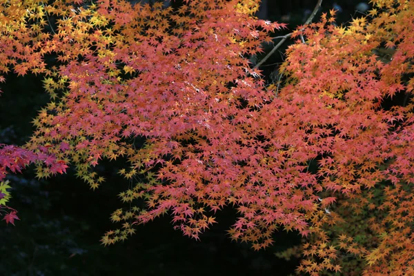 Temporada de otoño en Japón en Rurikoin — Foto de Stock