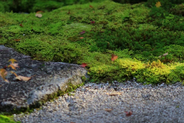 Zen jardín en la temporada de otoño en Japón en Rurikoin —  Fotos de Stock