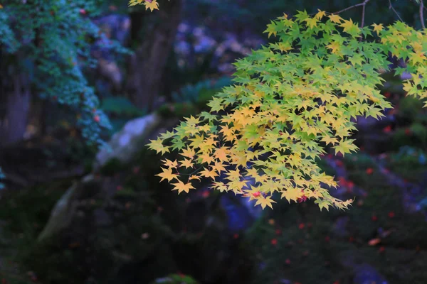 Época de outono no japão em Rurikoin — Fotografia de Stock
