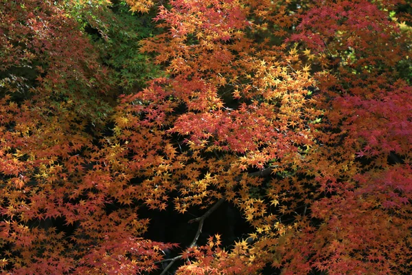 Осень в Японии в Рюрикоине — стоковое фото