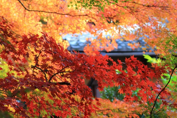 Tomber. Automne à Yasehieizanguchi — Photo