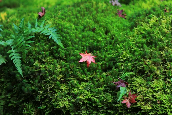 De belles feuilles rouges, tombées du peuplier faux-tremble, reposent sur la mousse — Photo