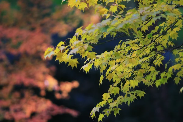 Сад Дзен осенью в Японии в Рюрикоине — стоковое фото