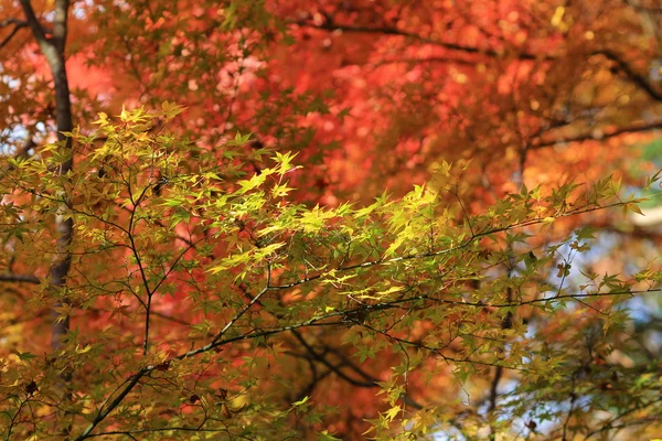 Осень в Японии в Рюрикоине — стоковое фото