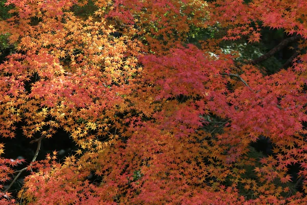 Rurikoin で日本の季節を秋します。 — ストック写真