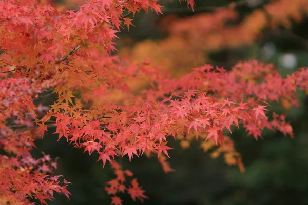 Herbstsaison in japan bei rurikoin — Stockfoto