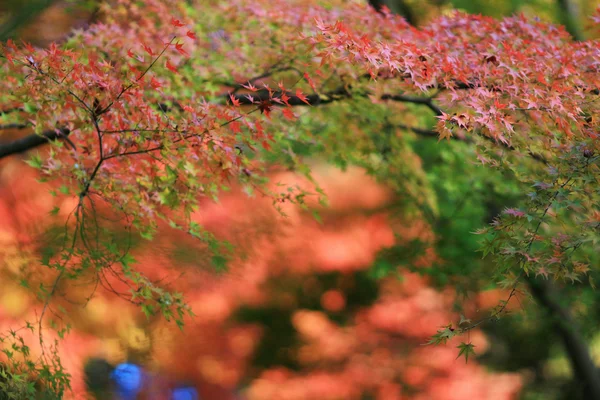 Hösten. Hösten på Yasehieizanguchi — Stockfoto