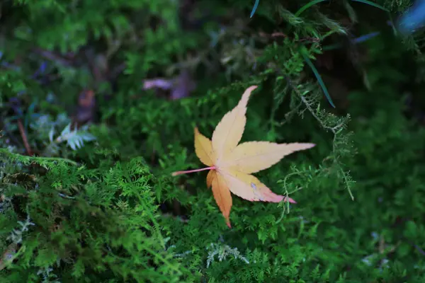 Autumn maple leaves on grass — Stock Photo, Image