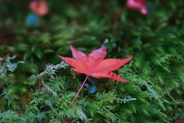 Hojas de arce de otoño sobre hierba —  Fotos de Stock