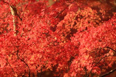 Rurikoin, Japonya'da sezon sonbahar