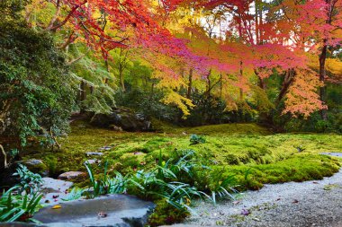 Zen Bahçesi Sonbahar sezonu Rurikoin, Japonya
