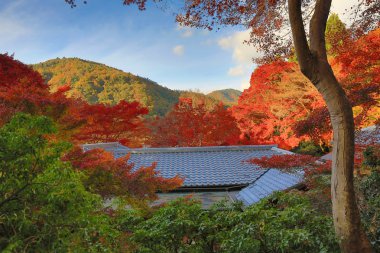 Rurikoin Japon tarzı bina ile sonbahar yaprakları