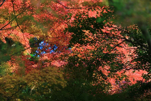 Caída. Otoño en Yasehieizanguchi —  Fotos de Stock