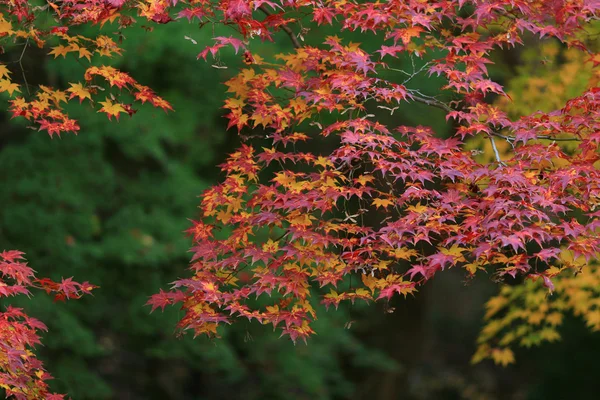 Zen jardín en la temporada de otoño en Japón en Rurikoin — Foto de Stock