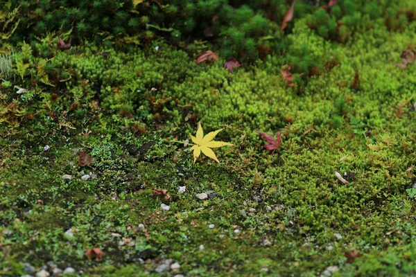 Lindas folhas vermelhas, caídas do álamo, deitam-se sobre o musgo — Fotografia de Stock