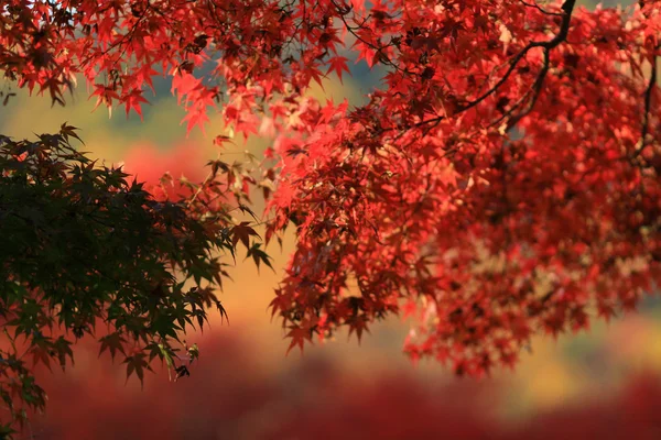 Herbstsaison in japan bei rurikoin — Stockfoto