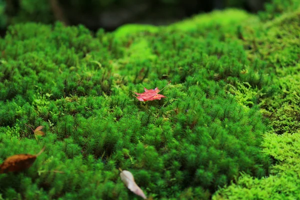 Lindas folhas vermelhas, caídas do álamo, deitam-se sobre o musgo — Fotografia de Stock
