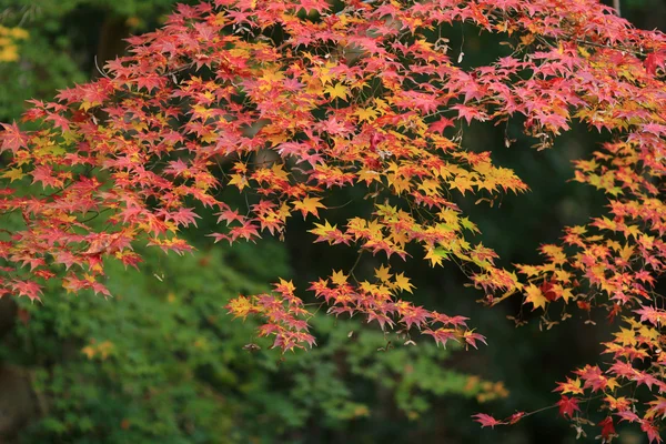 Zen jardín en la temporada de otoño en Japón en Rurikoin — Foto de Stock