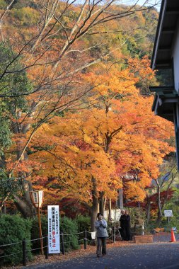 Sonbahar. Yasehieizanguchi sonbahar