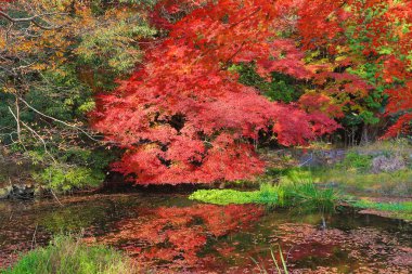 Sonbahar. Yasehieizanguchi sonbahar