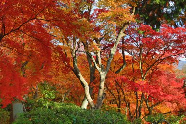 Jojakuko-ji Tapınağı sonbahar yaprakları