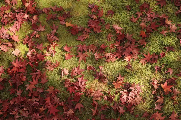 Красные кленовые листья на земле — стоковое фото