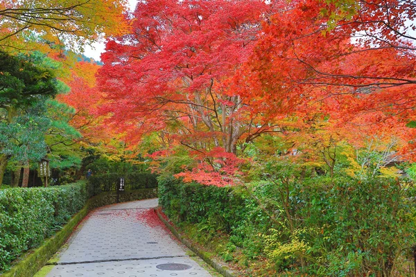 Herbstblätter des Jojakuko-ji-Tempels — Stockfoto