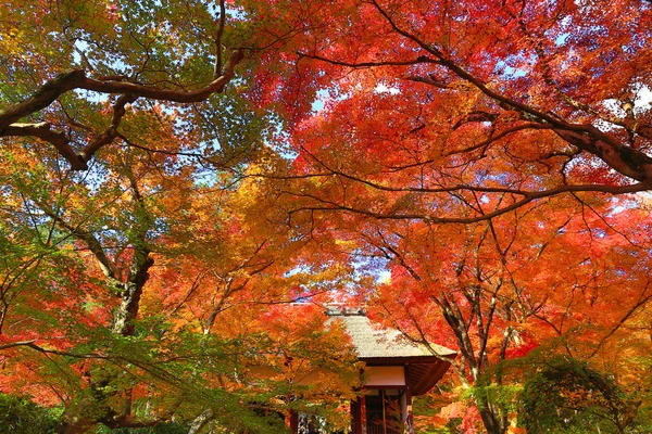 Saison d'automne au temple Deva of Jojakukoji — Photo